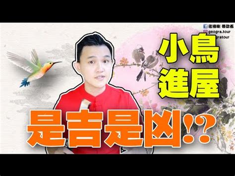 小鳥飛進家裡簽幾號|小鳥入宅吉凶解讀